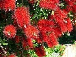 Rince-bouteille 'Laevis'  2 PLANTS